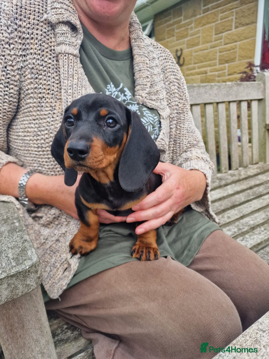 Miniature Dachshund dogs for sale: Quality mini dachshund puppies 💜 - Image 12