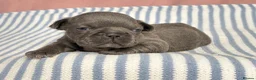 French Bulldog dogs for sale: 6 Adorable French Bulldog puppies - Advert 30
