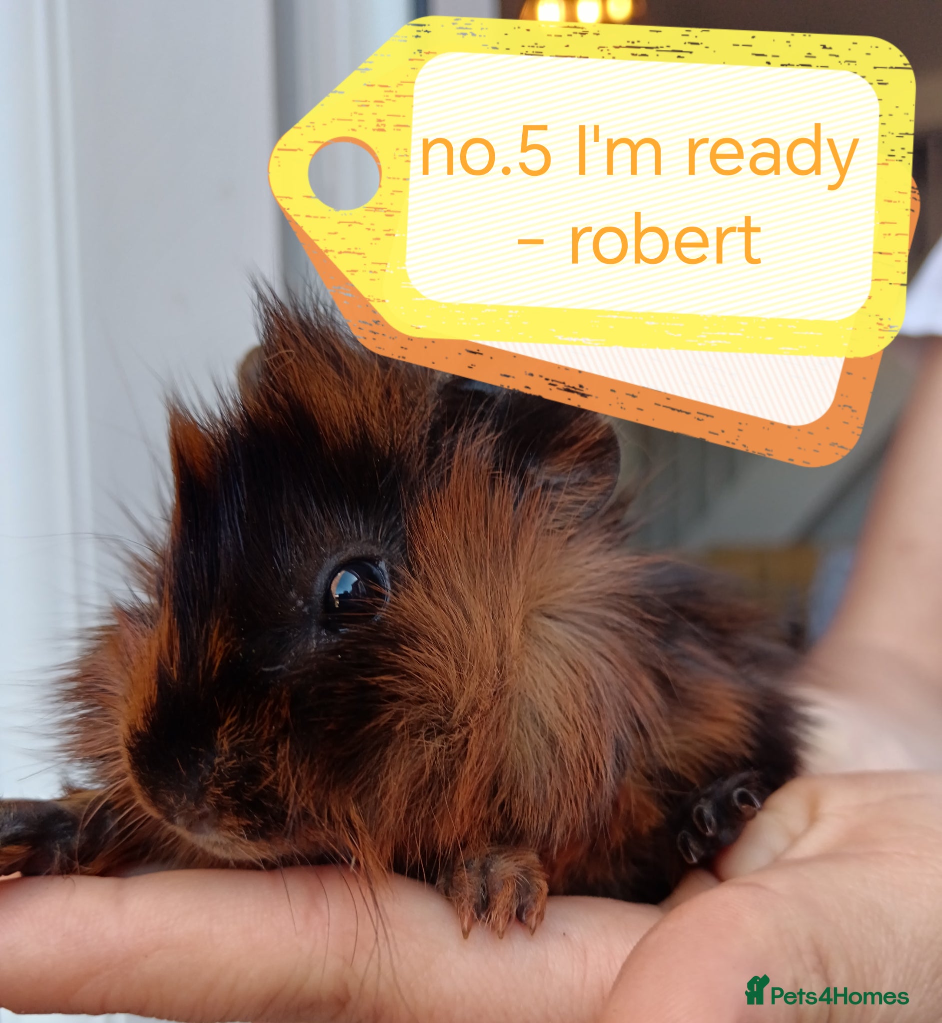 Guinea Pig rodents ♥️ Beautiful Abyssinian girl & boy guinea pigs ♥️ - Advert 14
