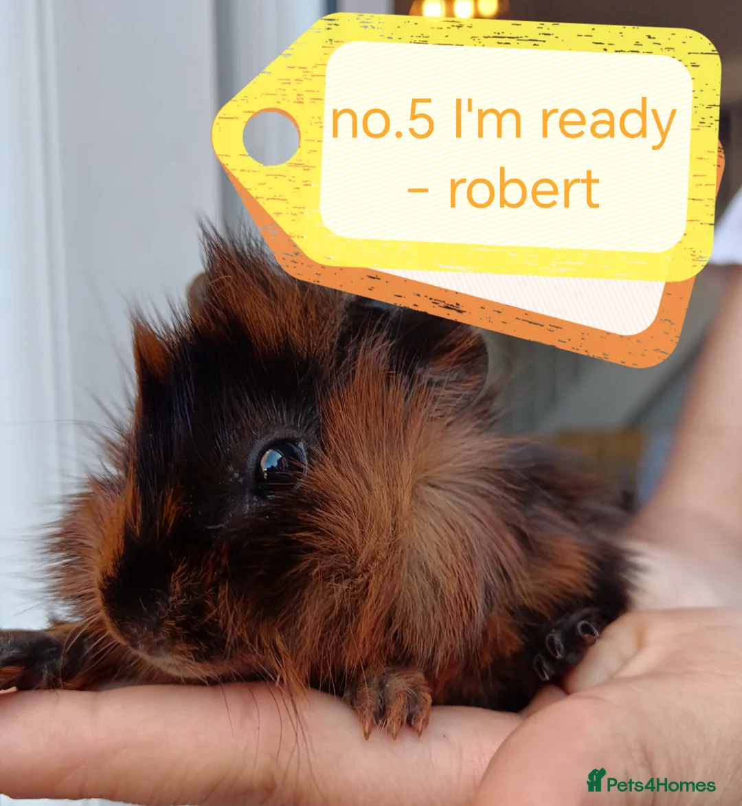 Guinea Pig rodents for sale: ♥️ Beautiful Abyssinian girl & boy guinea pigs ♥️ - Advert 1