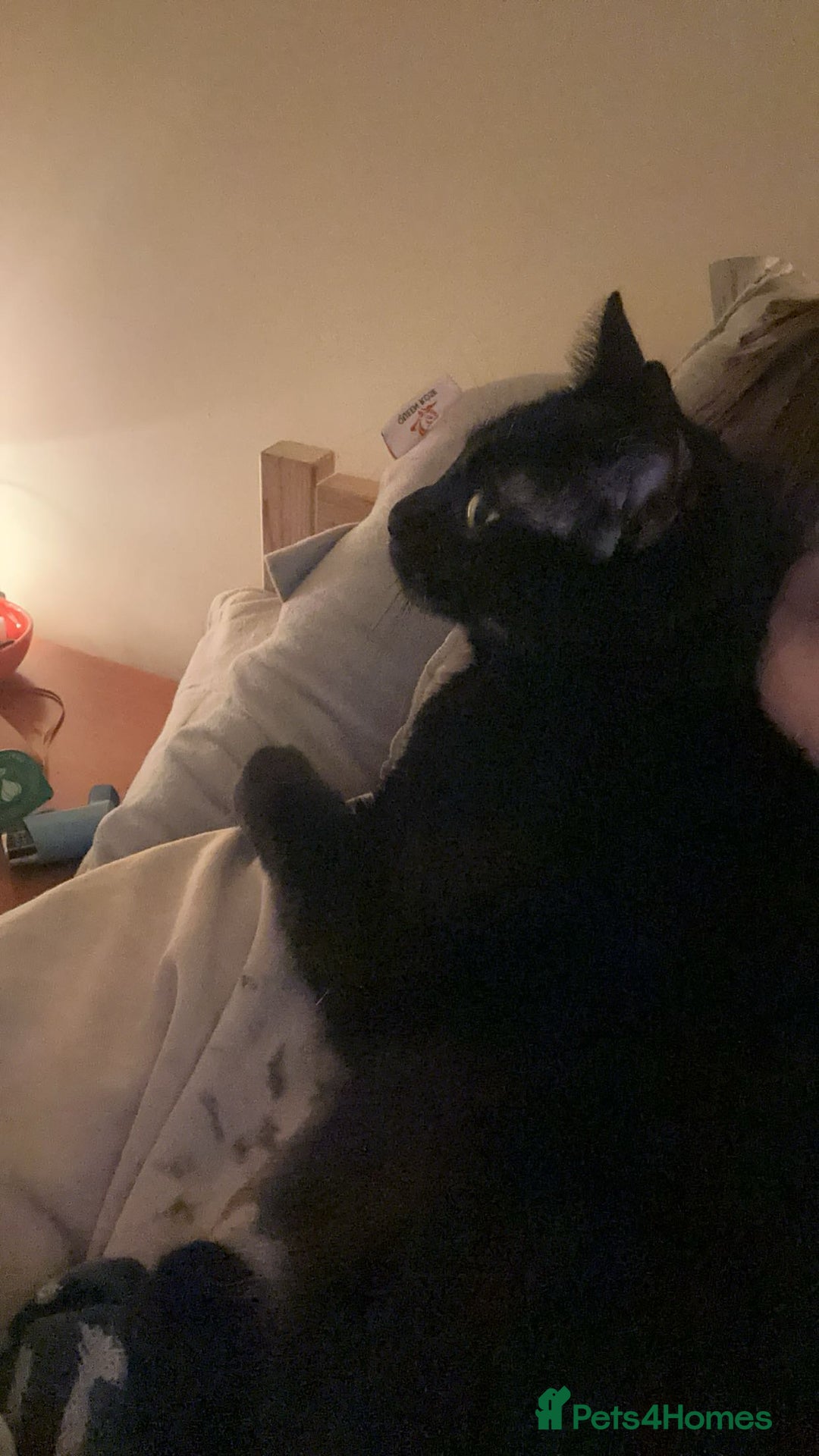 Mixed Breed cats for sale: binx - in need a forever home - Advert 6