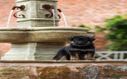 German Shepherd dogs for sale: Pedigree German Shepherd pups for sale - Image 10