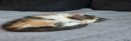 Mixed Breed cats for sale: She/her in Swindon - Advert 7