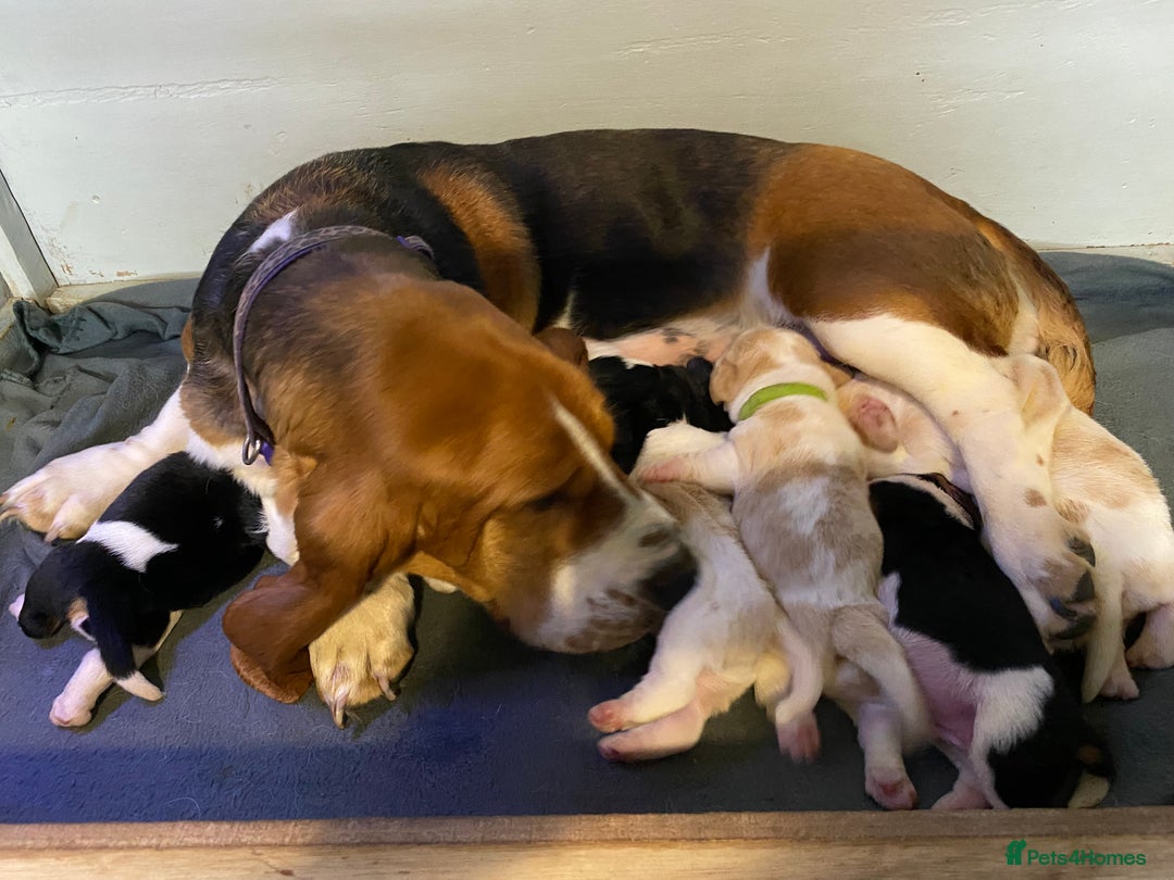 Basset Hound dogs for sale: Basset hound puppies Ready to Leave Now - Image 4