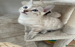 Bengal cats for sale: 🎉Tica Pedigree Stunning Little Leopards🎉  - Image 2