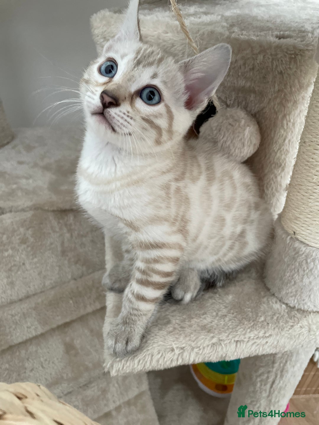 Bengal cats for sale: 🎉Tica Pedigree Stunning Little Leopards🎉  - Image 2