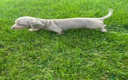 Miniature Dachshund dogs for sale: 1 BOY LEFT - Image 6