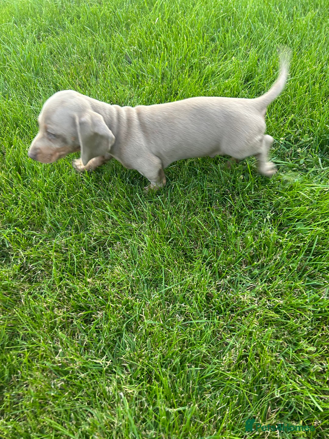Miniature Dachshund dogs for sale: 1 BOY LEFT - Image 6