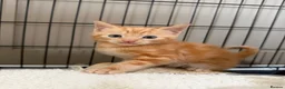 Domestic Shorthair cats for sale: White Male READY TO LEAVE - Advert 7