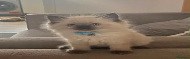 Ragdoll 1 (Potato) - seal point 