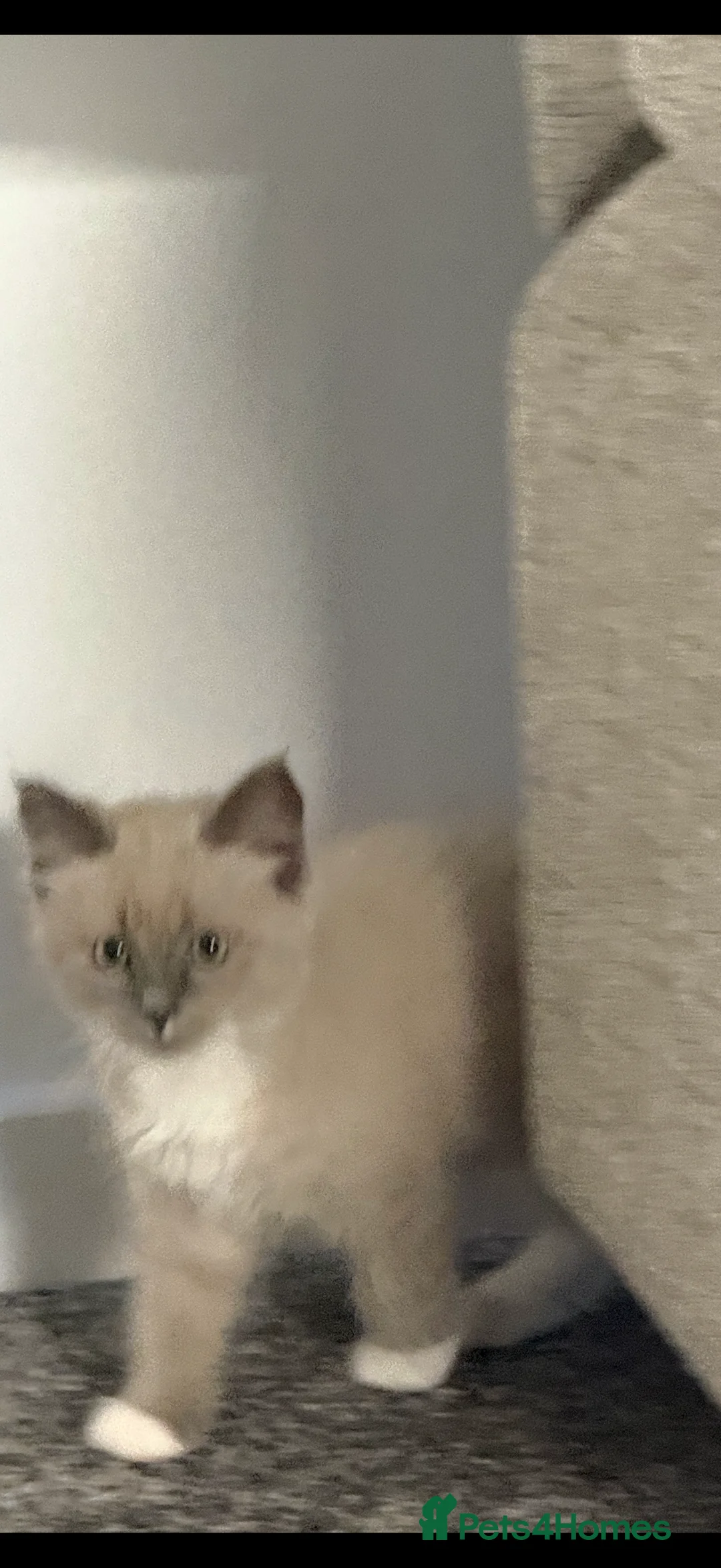 Ragdoll cats for sale: Fully vaccinated, vet checked V cuddly Ragdoll boy - Advert 6