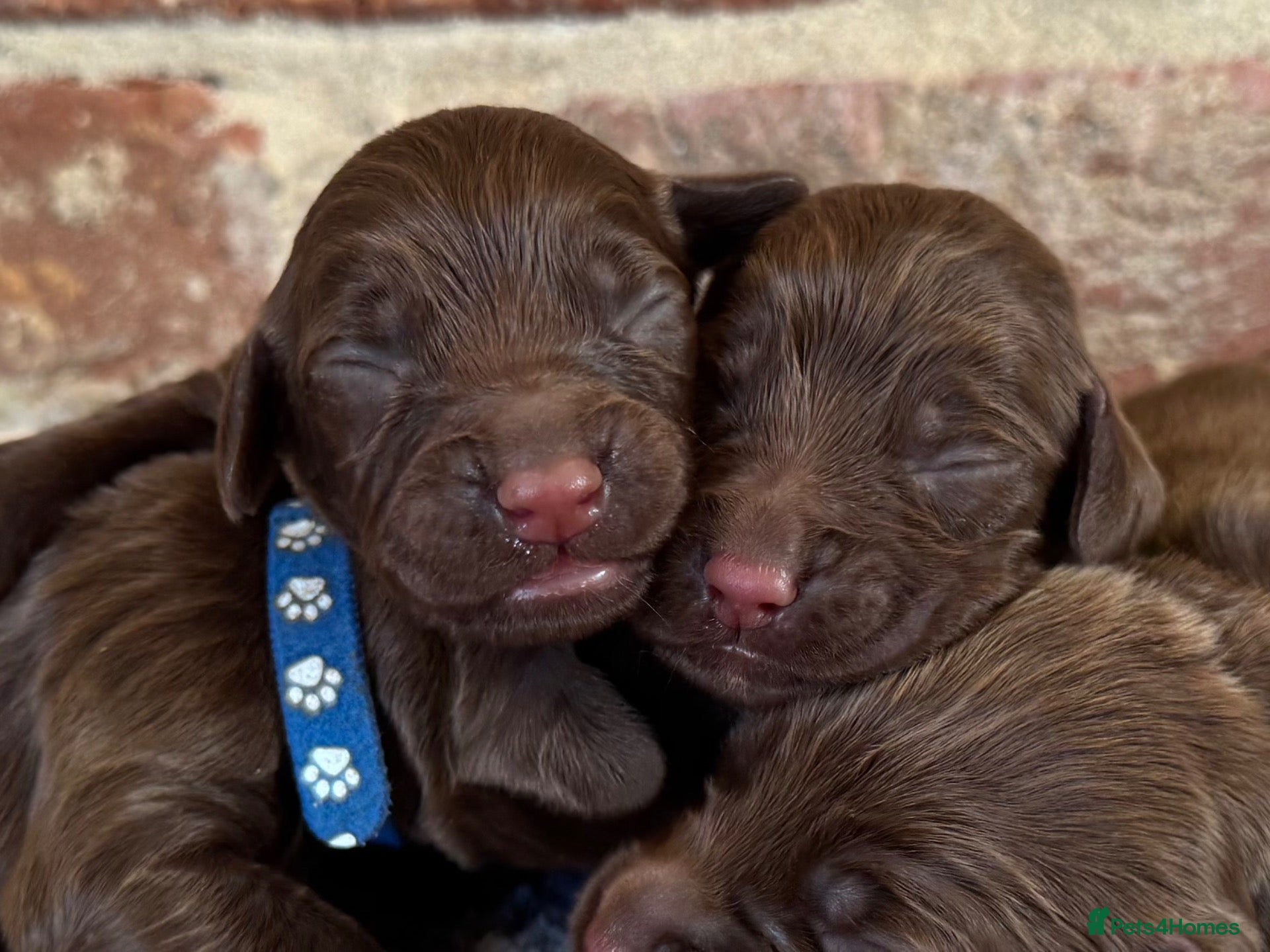 Cocker Spaniel dogs Kennel club working cocker spaniels  - Advert 1