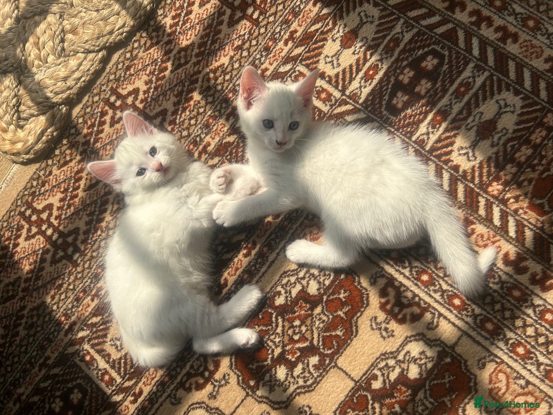 Turkish Angora cats for sale: Two beautiful Turkish Angora kittens  in Cambridge - Image 12