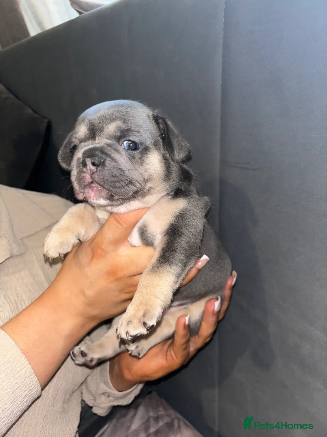 French Bulldog dogs for stud: STUD Full Fluffy Visual Merle £500 all in  in Liverpool - Advert 16