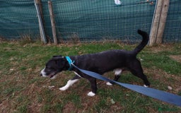 Mixed Breed dogs for adoption: Lovely JR & Patterdale BERTIE - for a  Loving Home - Image 9