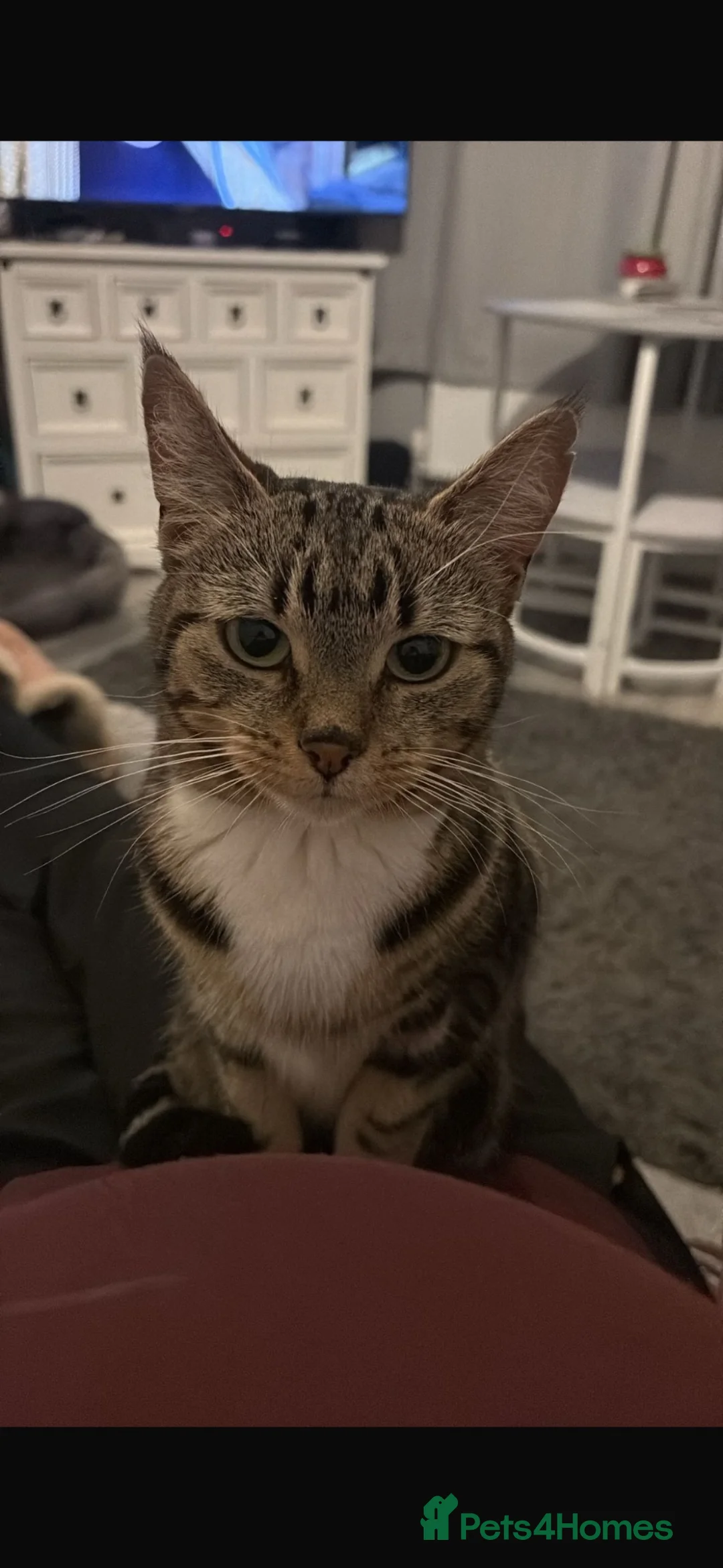 Mixed Breed cats for sale: Gorgeous tabby femaleLooking for her forever home  - Advert 1