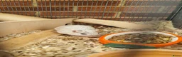 Gerbil rodents for sale: 3 x female gerbils and equipment for sale - Advert 5