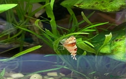 Shrimps fish for sale: Crystal Red Bee Shrimp (Caridina cantonensis) - Image 6
