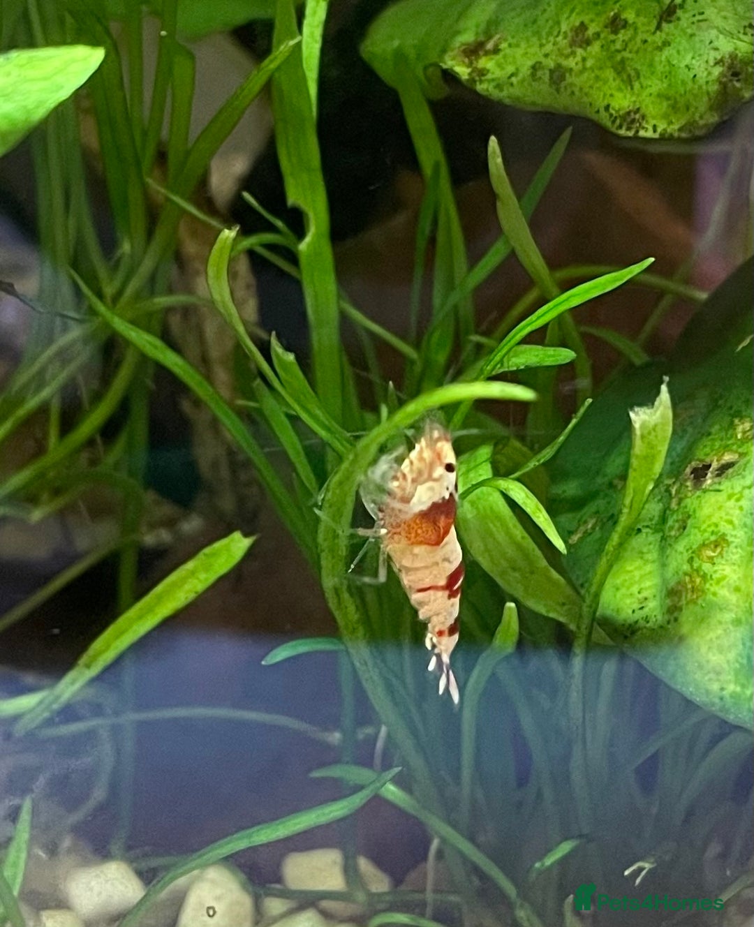 Shrimps fish for sale: Crystal Red Bee Shrimp (Caridina cantonensis) - Image 6