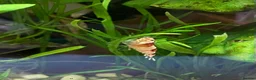 Shrimps fish for sale: Crystal Red Bee Shrimp (Caridina cantonensis) - Advert 6
