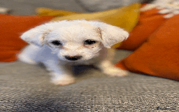 Mixed Breed dogs for sale: Maltese cross yorkshire cross shih tzu for sale - Advert 8