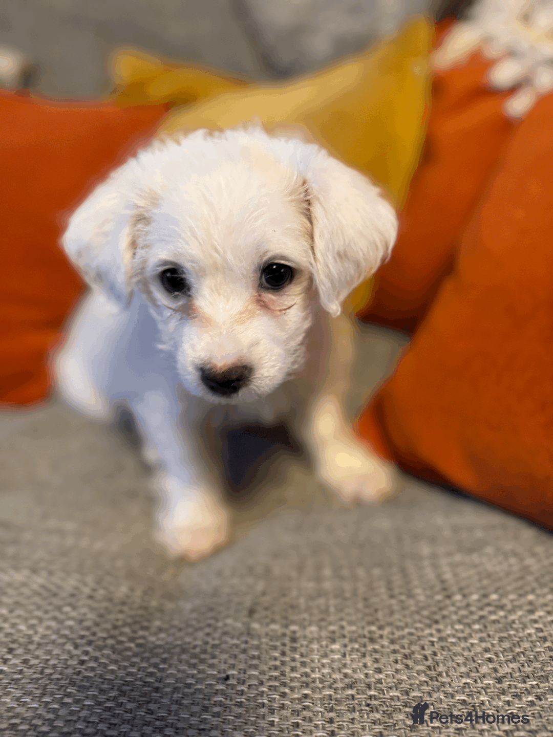 Mixed Breed dogs for sale: Maltese cross yorkshire cross shih tzu for sale - Advert 8