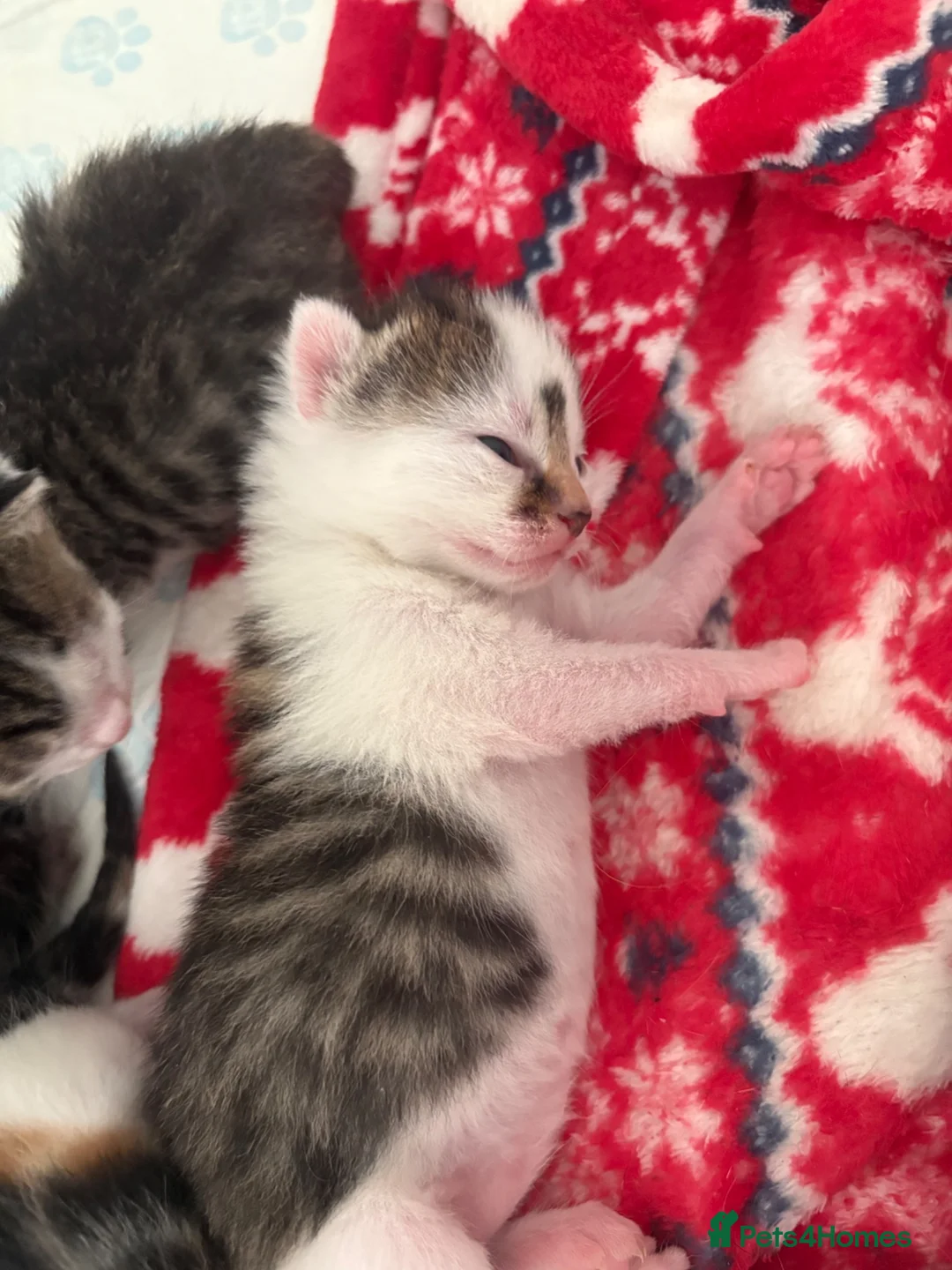 Domestic Shorthair cats for sale: Beautiful kitten  - Advert 5