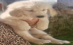 Golden Retriever dogs for sale: KC Registered Golden Retreiver Puppies  - Image 8