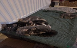 Mixed Breed cats for sale: Beautiful kittens  - Advert 7