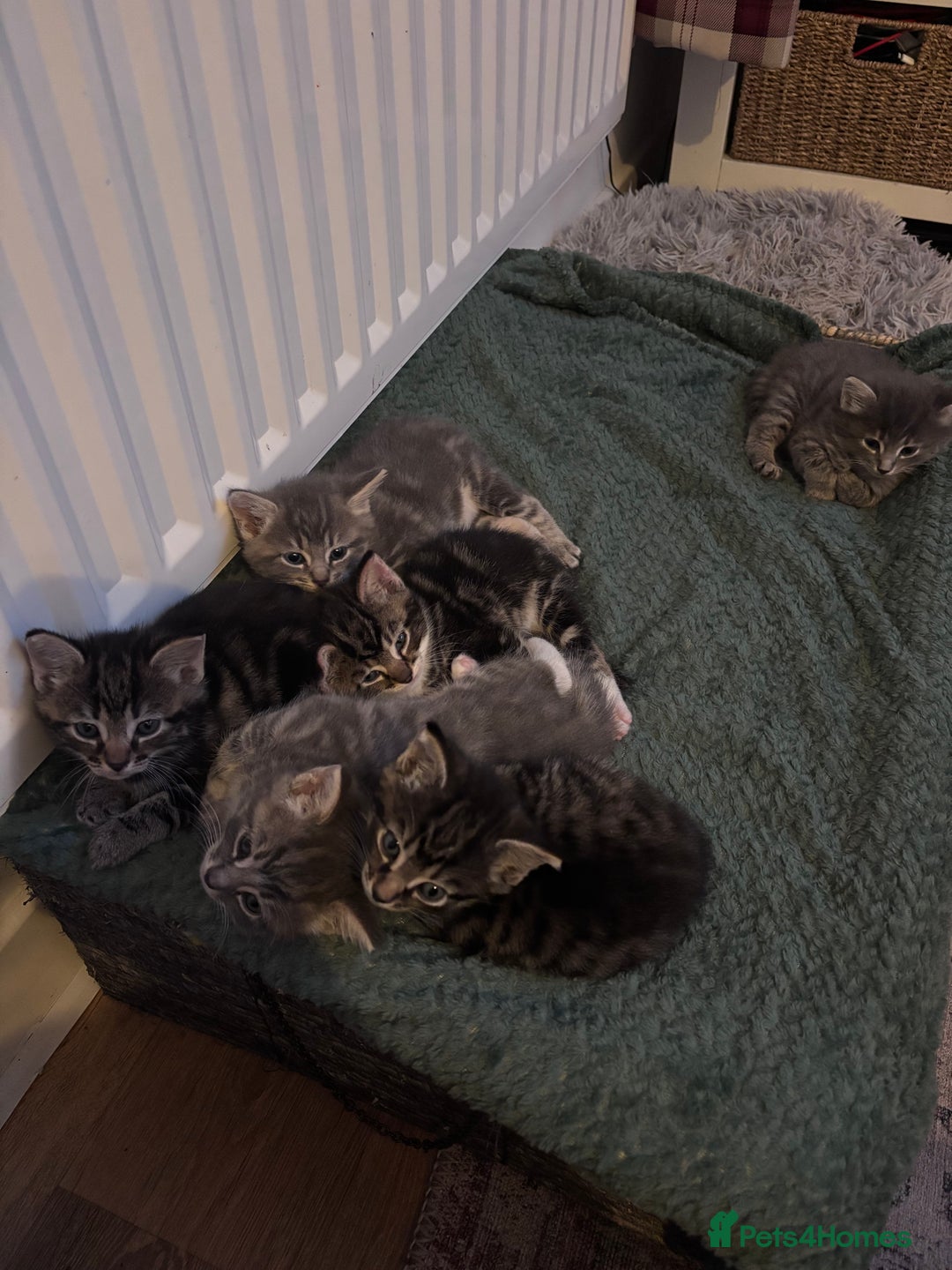 Mixed Breed cats for sale: Beautiful kittens  - Advert 7