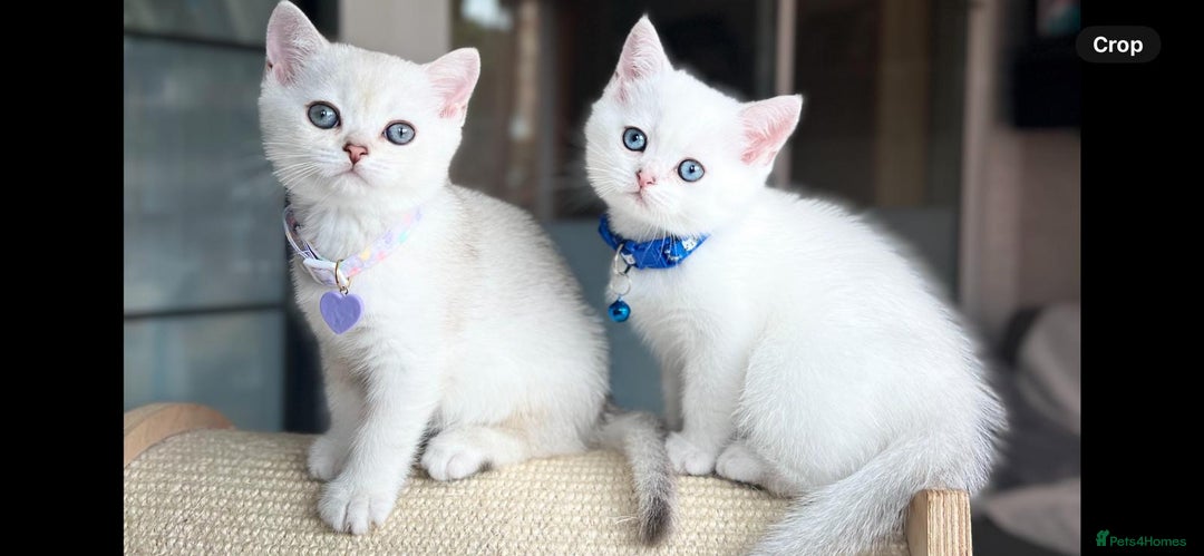 Scottish Fold cats for sale: Beautiful Scottish Straight&Fold Kittens Available - Image 9