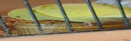 Budgerigars birds for sale: Aviary breed baby budgies - Advert 4