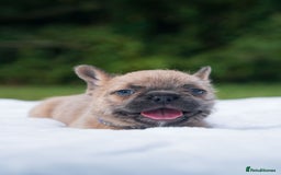 French Bulldog dogs for sale: Rare French bulldogs - Image 9