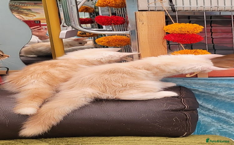 Maine Coon cats - Advert 3