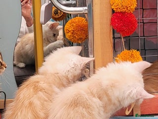 Maine Coon cats - Advert 2