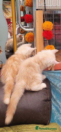 Maine Coon cats - Advert 3