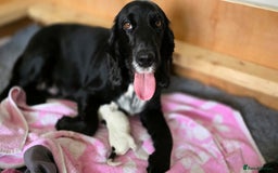 Cocker Spaniel dogs for sale: 🐾 Working Cocker Spaniel Puppies for Sale £800  - Image 31
