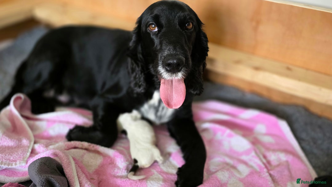 Cocker Spaniel dogs for sale: 🐾 Working Cocker Spaniel Puppies for Sale £800  - Image 31