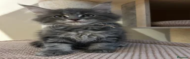 Maine Coon Kitten Blue Classic Tabby 🌸💗