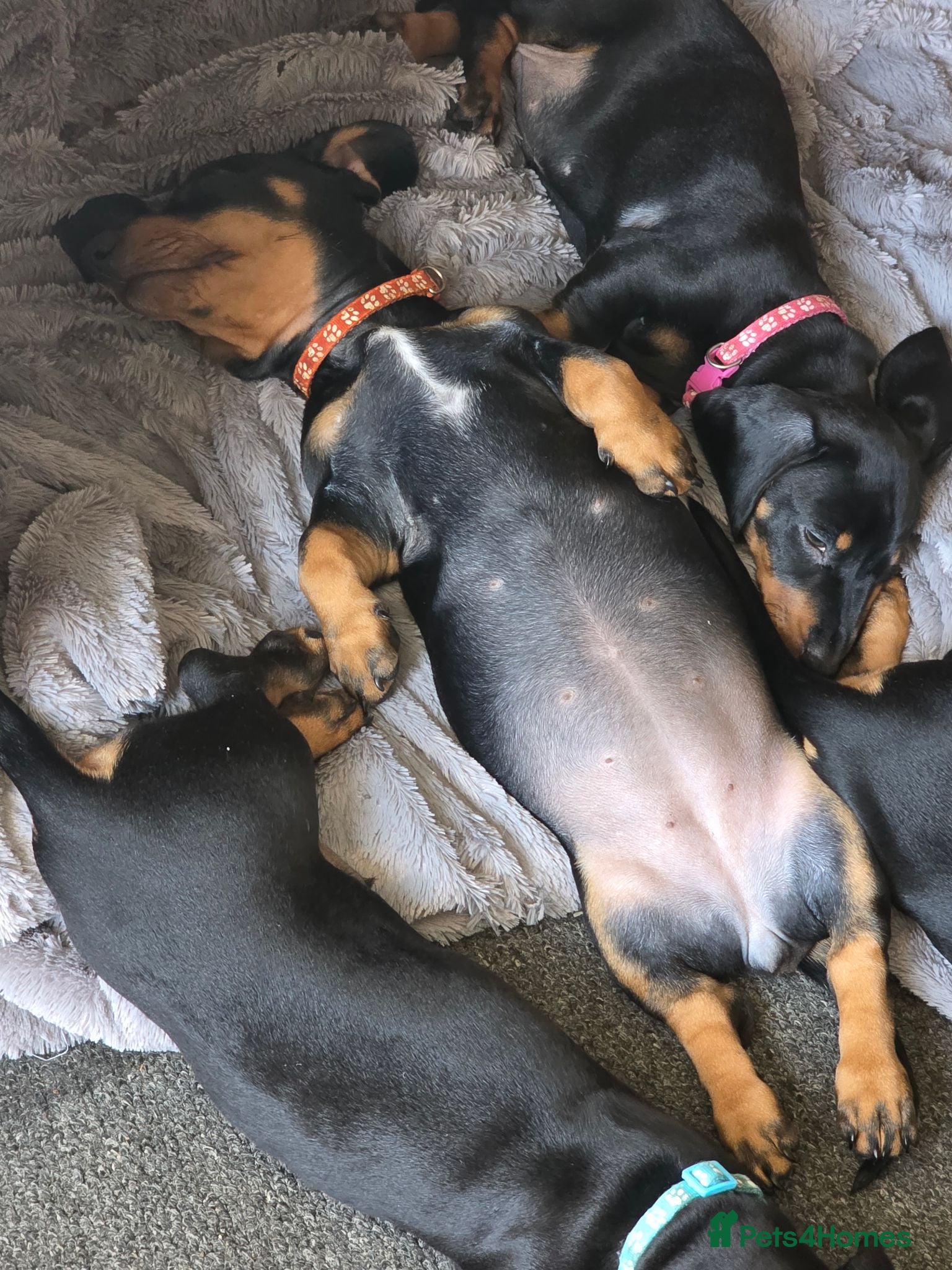 Dachshund dogs Stunning Smooth hair Dachshund Puppies. Ready now. - Advert 2