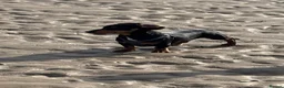 Dachshund dogs for sale: Beautiful miniature daschund puppies - Advert 9
