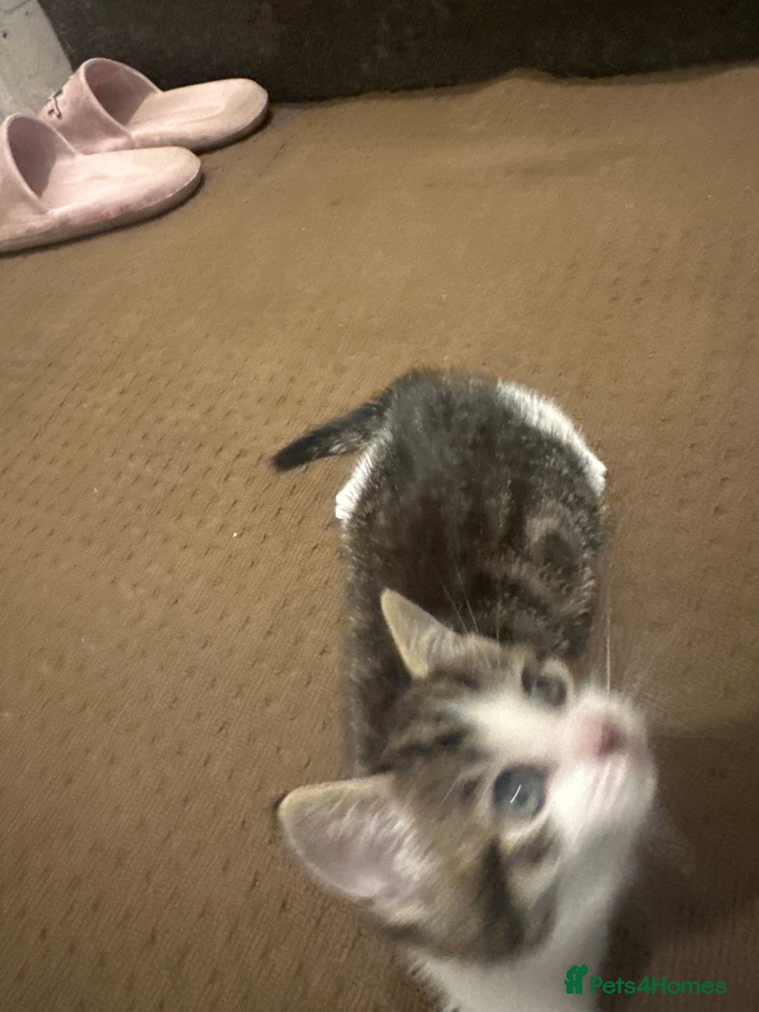 Mixed Breed cats for sale: 2 little boy kittens along with its Mom - Advert 4