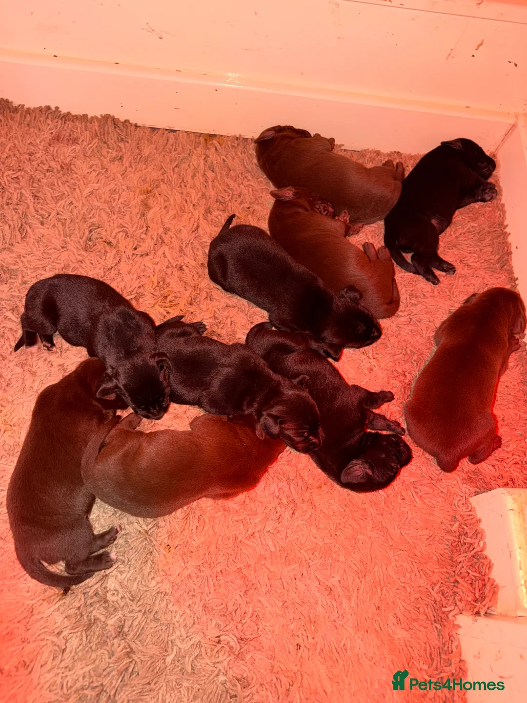 Mixed Breed dogs for sale: Pointador pups - Advert 1