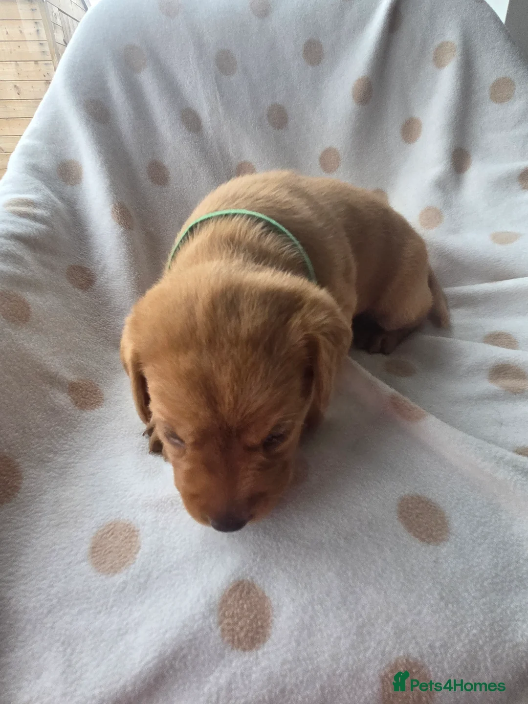 Labrador Retriever dogs for sale: Beautiful labrador puppies  - Advert 40