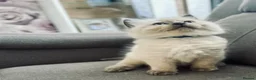 Ragdoll cats for sale: Beautiful Ragdoll kittens  - Advert 7