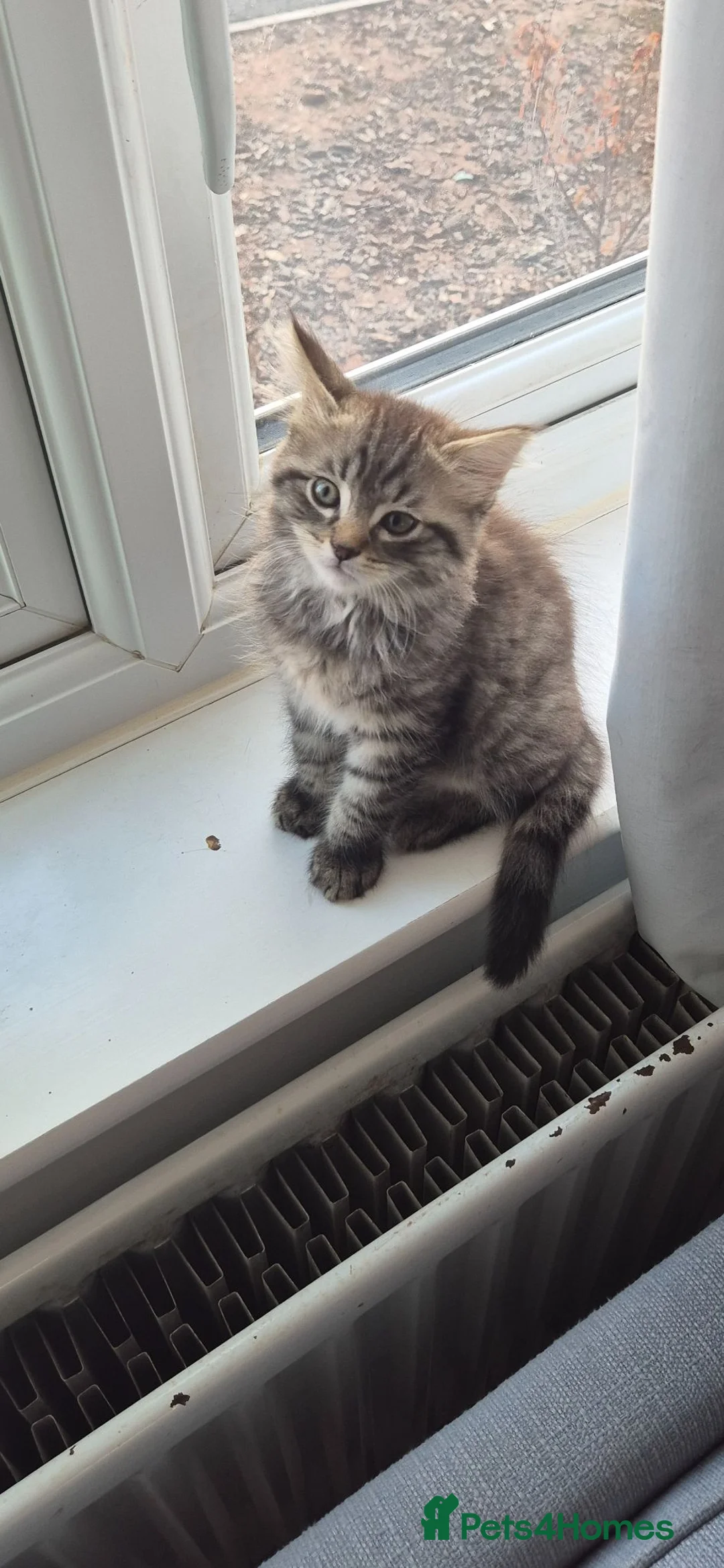Ragdoll cats for sale: Ragdoll x Tabby Kittens 2 Fluffy & 2 Short-Haired  in Exeter - Advert 2