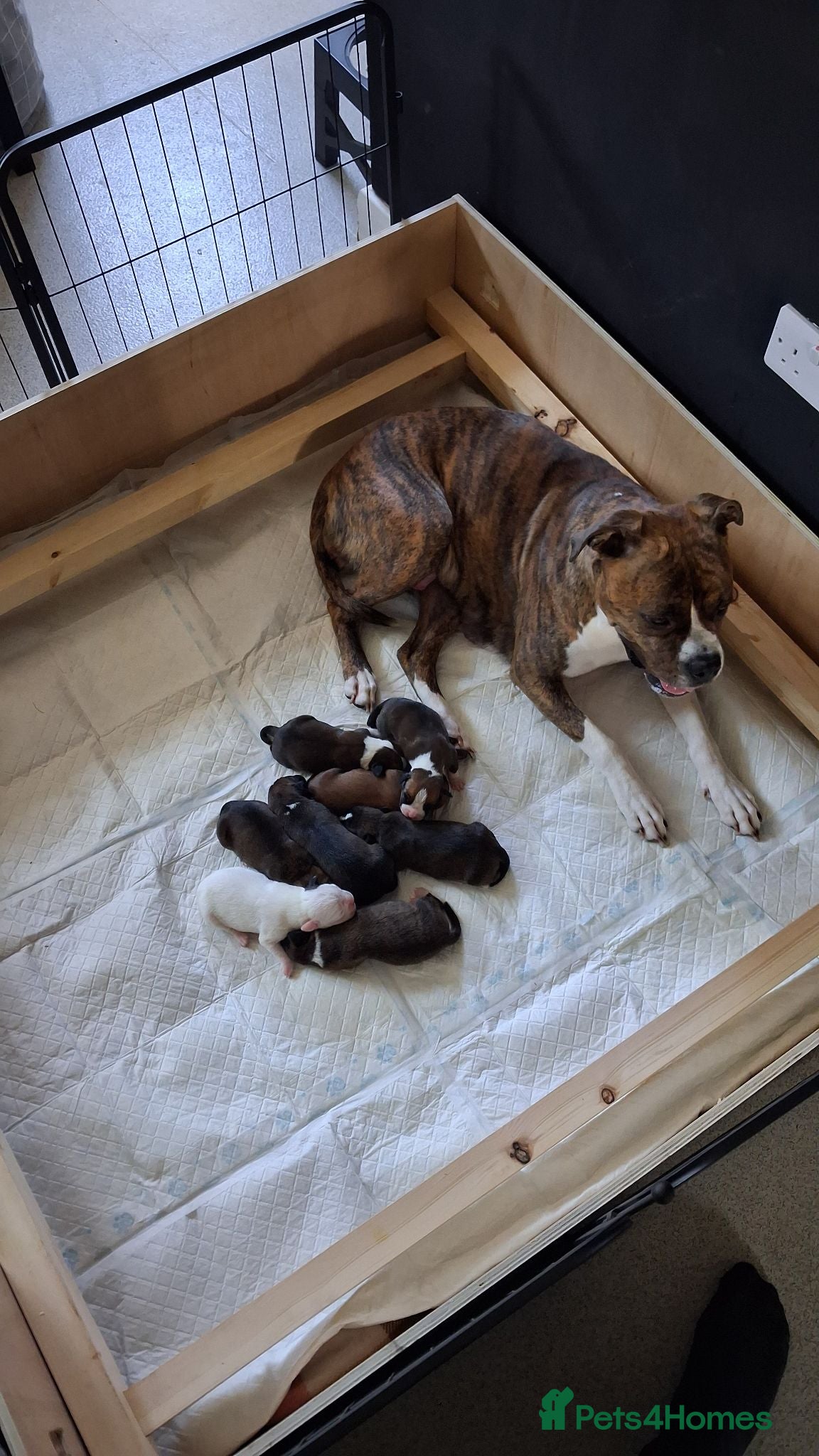 Mixed Breed dogs 7 Boxer puppys for sale  - Advert 2