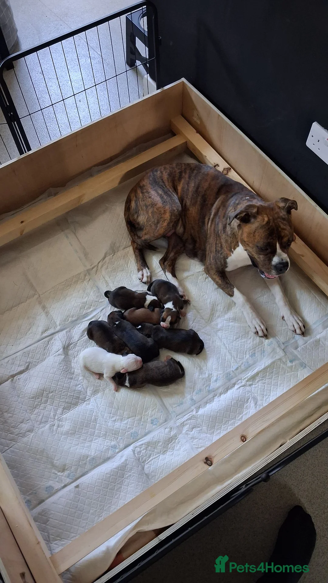 Mixed Breed dogs for sale: 7 Boxer puppys for sale  - Advert 1