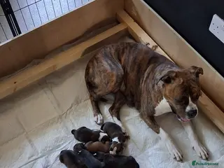 Mixed Breed dogs 3 Boxer puppys for sale - Advert 4