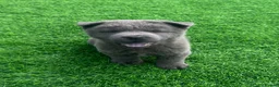 Chow Chow dogs for sale: Genuine exotic colour chowski puppies for sale - Advert 40